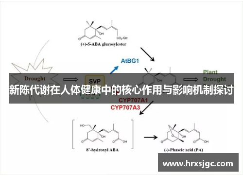 新陈代谢在人体健康中的核心作用与影响机制探讨